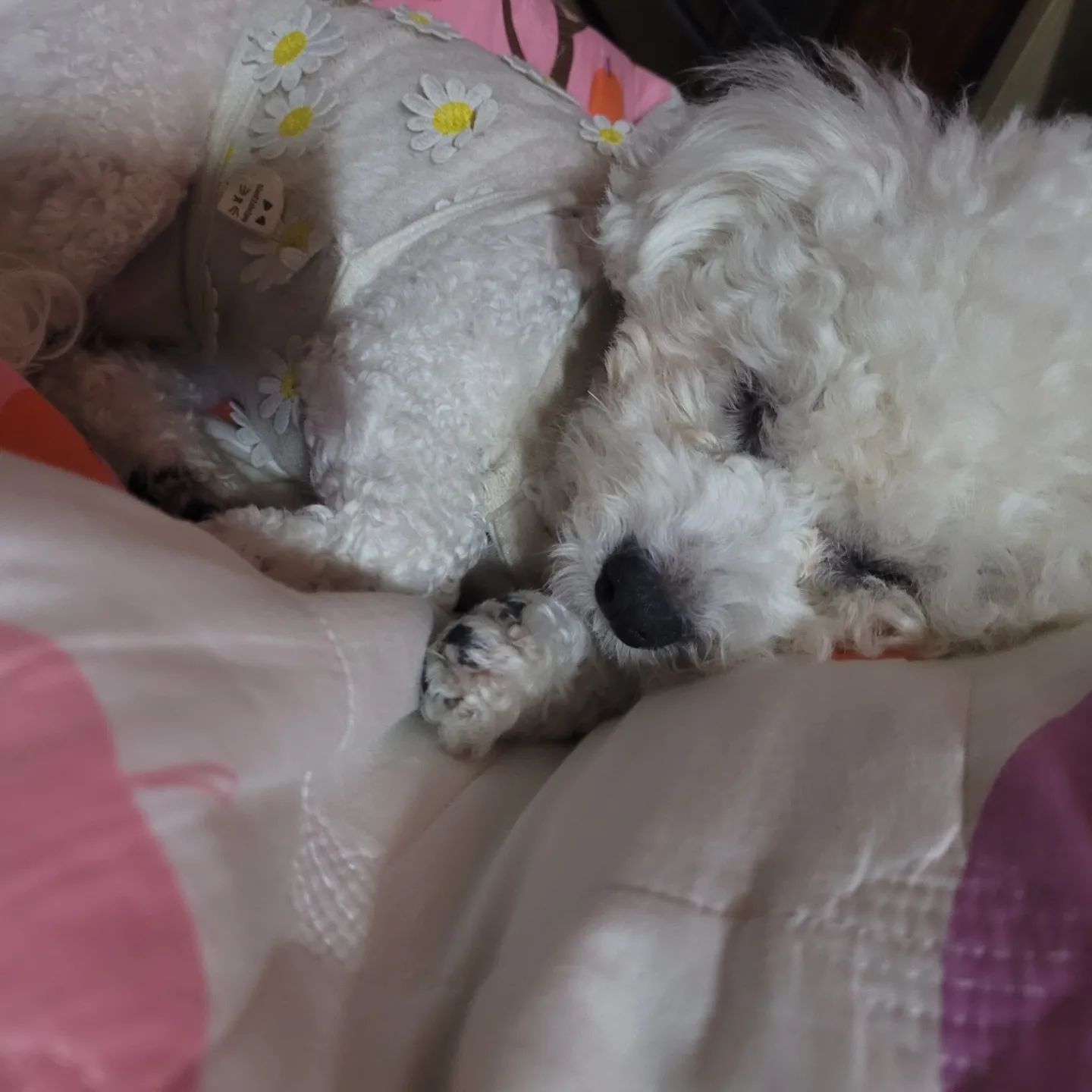 아고고....ㅜ
할미집와서..뻗은 토끼
아기아기아기...