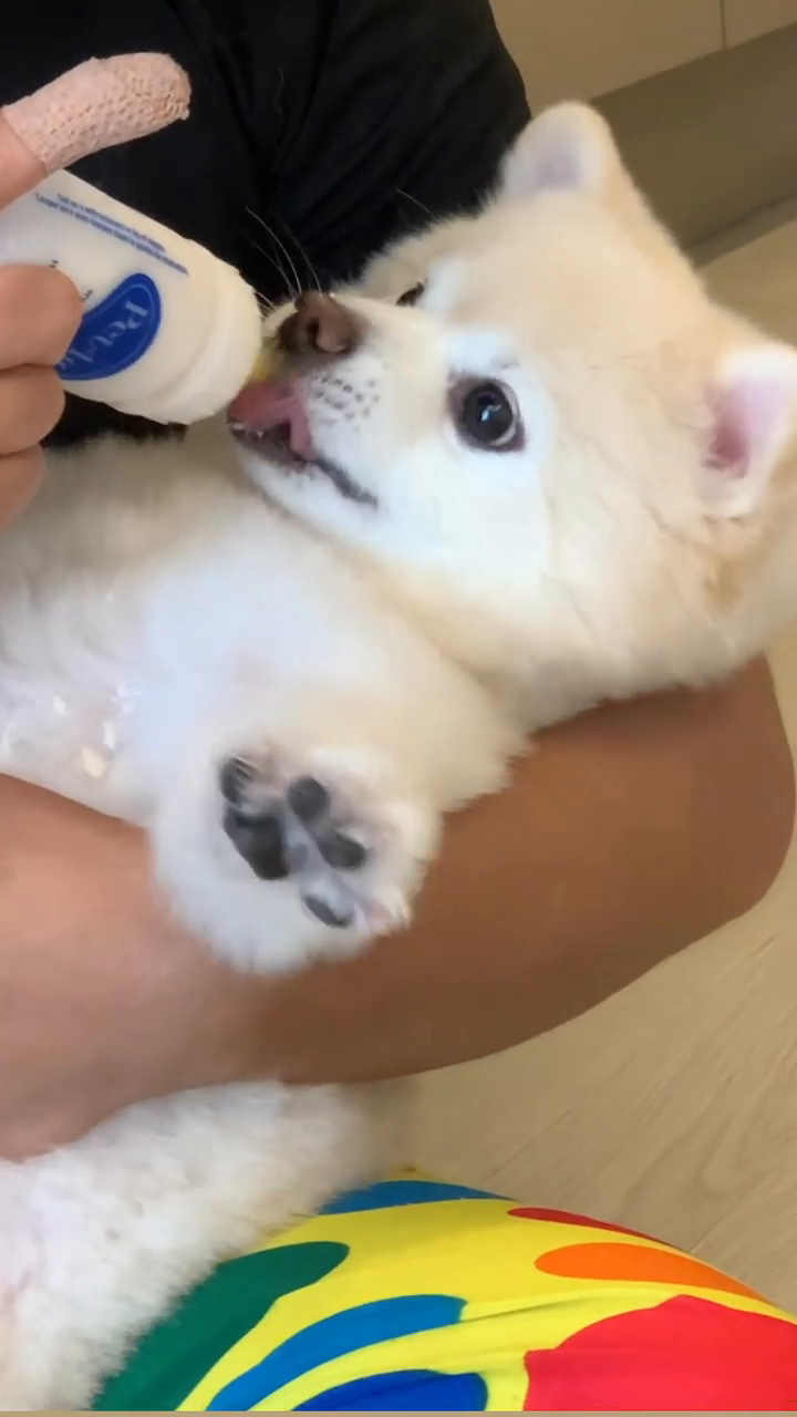 강아지 젖병 사세요 백번 사세요 ㅠㅠ