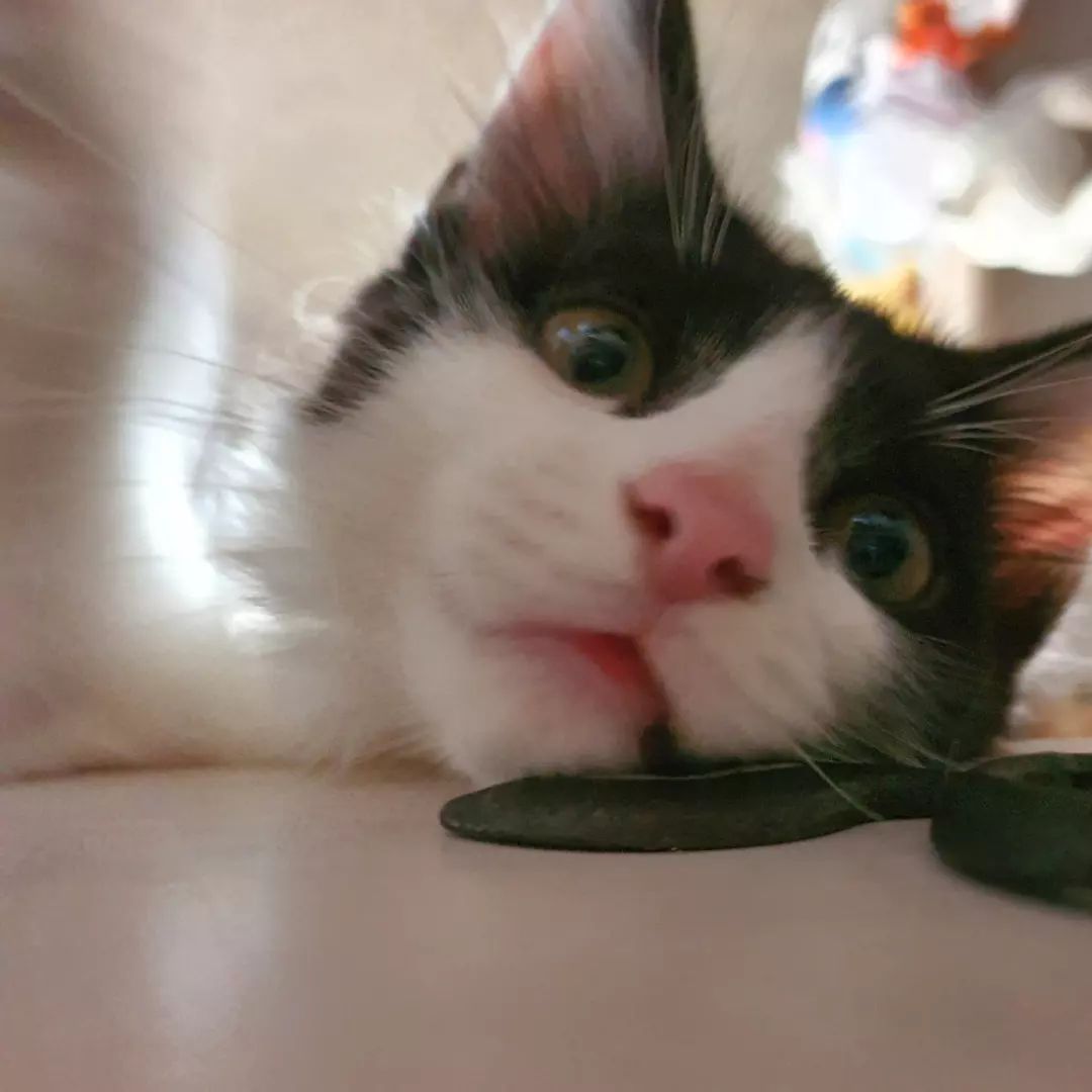 집쨔 내 펀찌 맞아볼랭? 😉😼

#냥스타그램 #냥이 #냥 #고양이 #귀요미 #미묘 #cat #사랑둥이 #❤ #묘스타그램 #반려묘 #캣스타그램 #인스타그램  #고양이스타그램 #인스타그램 #노르웨이숲 #먼치킨 #좋아요 #팔로우 #소통 #캣유딩