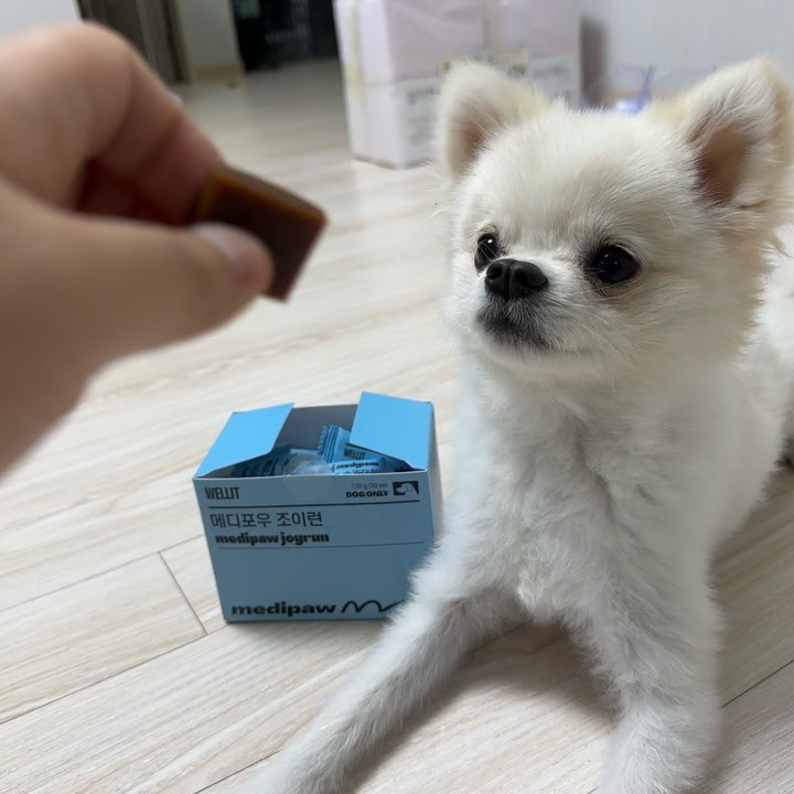 ‼️#협찬‼️

하이 칭구들 ~~
나 며칠 전 슬개 빠진 김바리 ...😂
식탁 의자에서 잘못 뛰어내려서 다리를 절었다링 ...

원래도 슬개골 1기 진단을 받았고 ..
그래도 절뚝 거린적은 없었는데
이번에 뛰어내리고 나서
다리를 아예 쭈욱 뒤로 빼고 있을 정도로 삐였오 ,,,

예방이 중요한 슬개골이잖아 😖

오늘 바리에게 온 영양제는 ~
👉🏻웰릿 메디포우 조이런👈🏻

연골 회복을 돕는 ‘포티젤‘이 함유 되어 있어 새연골 성장을 도와준다구 🤍
연골 재생을 도와주는 5가지 성분도 포함 !!
(글루코사민, 콘드로이친, MSM, 초록입홍합, 보스웰리아)

오리고기가 함유 돼 있어서 기호성도 잡았고 ✌🏻
개별 포장으로 편의성도 잡았지 👀

심지어 
먹이기 간편한 트릿 형태라구 🐶

박스 뜯기 번거롭지 않게 이지컷 이 세심함 ,, 말해 뭐해 🫶🏻

확실히 먹고 나니 침대 위 엄망이 괴롭히기 좋다 🤓
우리 아 같이 슬개 예방하자구 칭구들 👍🏻

wellit_official 

#웰릿 #웰릿메디포우조이런 #메디포우 #조이런 #메디포우조이런 #강아지관절 #강아지연골 #강아지슬개골탈구 #슬개골 #반려견영양제 #강아지영양제 #강아지 #반려견 #강아지관절영양제 #강아지관절염