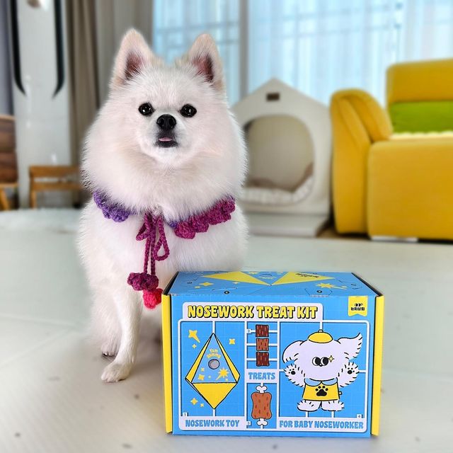 폼피츠눈누💛 on Instagram‎: "#광고 칭구들 ヾ(*’▽’*)/ 집에서 주로 뭐하고 놀아? 집콕 할 땐, 노즈워크 만한게 없는데 ~ 댕댕이 맞춤 🎁선물세트가 있어 소개해줄게~ ✨✨✨✨✨✨짜쟌 ✨