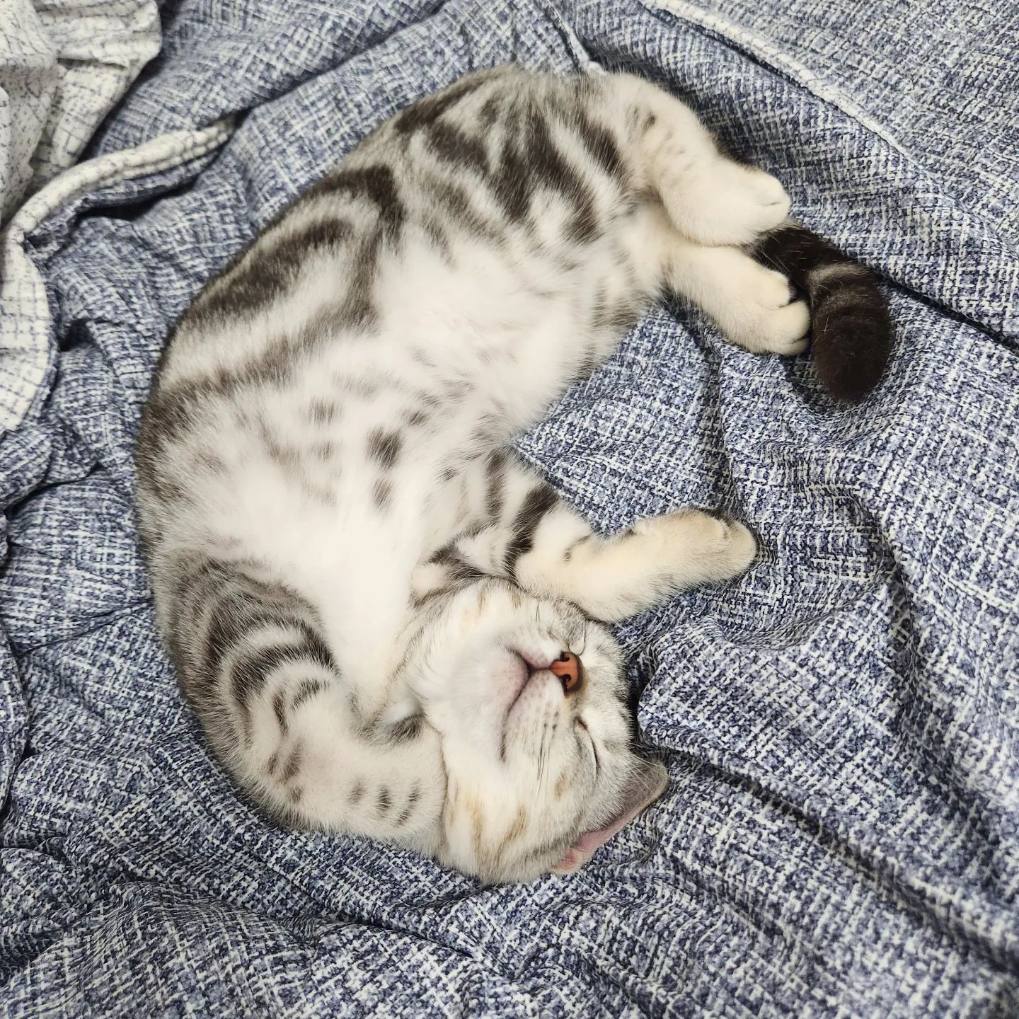 그녀의 이름은 #김말이 요즘 넘치게 사랑받는중,,😽