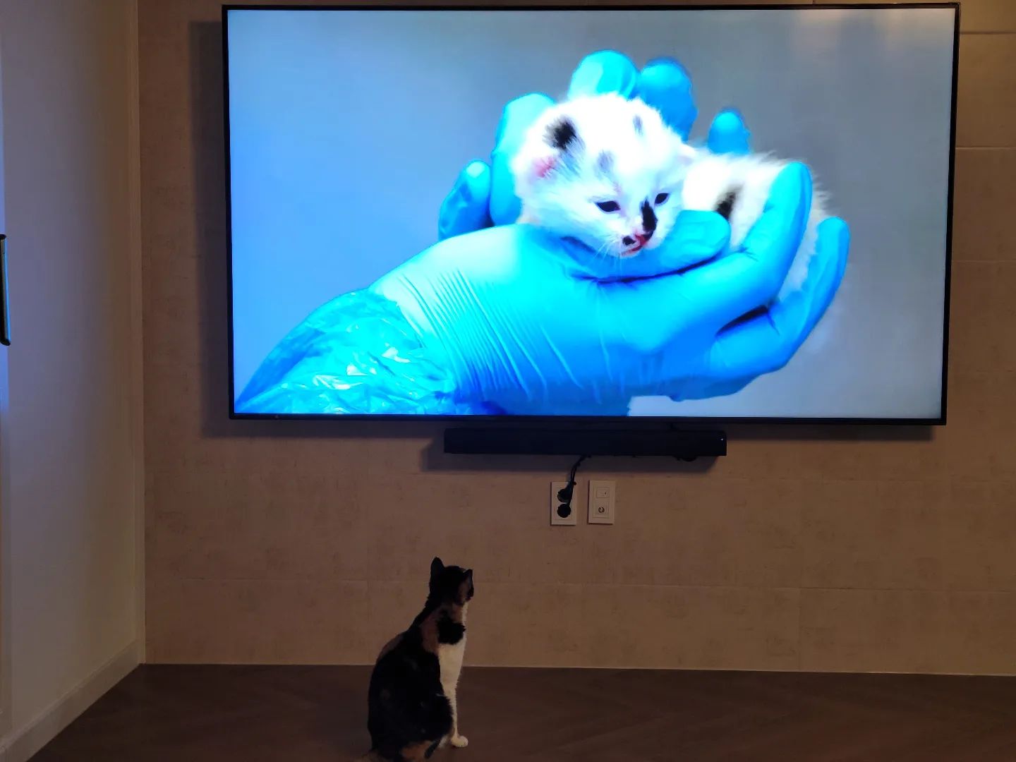 .
TV 속 고양이
TV 밖 고양이
구엽다 구여워 ☺️
.
#고양이스타그램 #고양이최고야짜릿해귀여워