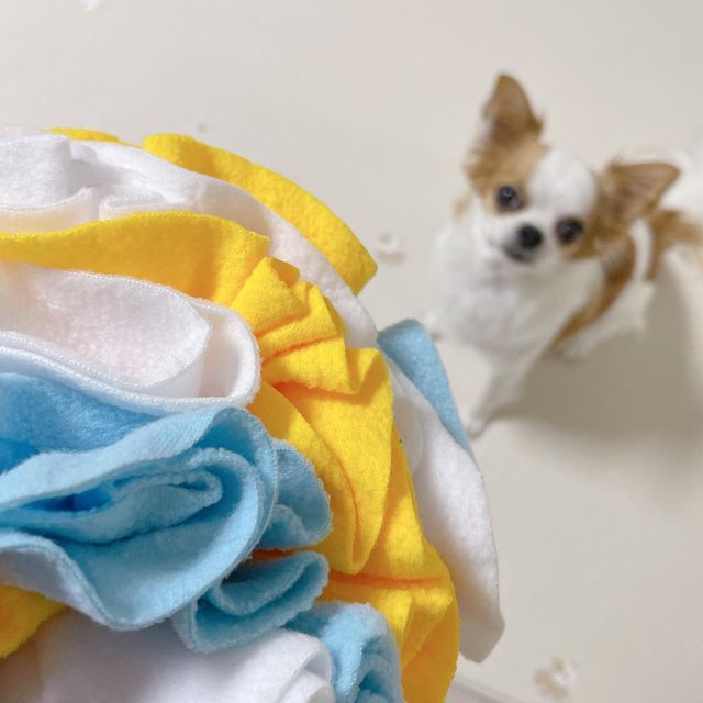 티코 on Instagram: "#무료제공 티코 새로운 장난감 생겼다개😖 좋아하지 않을 수 없는 공+노즈워크의 조합ෆ @buddyboo_official 레이어드 간식공 스피니볼🏀💛 간식을 숨길 공간이 디게 많아서
