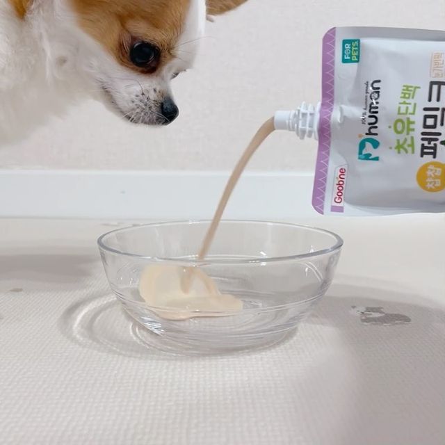 티코 on Instagram: "#무료제공 우유 좋아하는 댕냥이 칭구들 있오? 오늘은 티코가 듀먼 펫밀크 먹어보고, 찐후기 가져왔다개🐶🤎 〰️〰️〰️〰️〰️ 듀먼 초유단백 챱챱펫밀크 눈가반짝 @