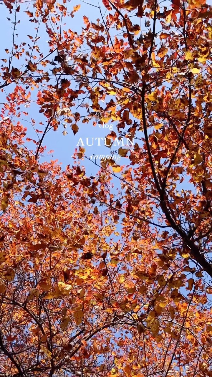 🍁가을단풍캠핑🍂

하늘도 바닥에도 단풍과 낙엽으로
둘러쌓인 캠핑장 사이트🏕️

삼십 세짤의 낙엽놀이 촤아악!🤣
넘 즐겁고 오래 기억될것 같은 캠핑이어따👍🏻

#무주덕유캠프 #가을단풍캠핑 #10월캠핑🍁 
#autumncolors #autumnvibes #camping 
#autumn #maple #🍁 #🍂 #🏕 #⛺️