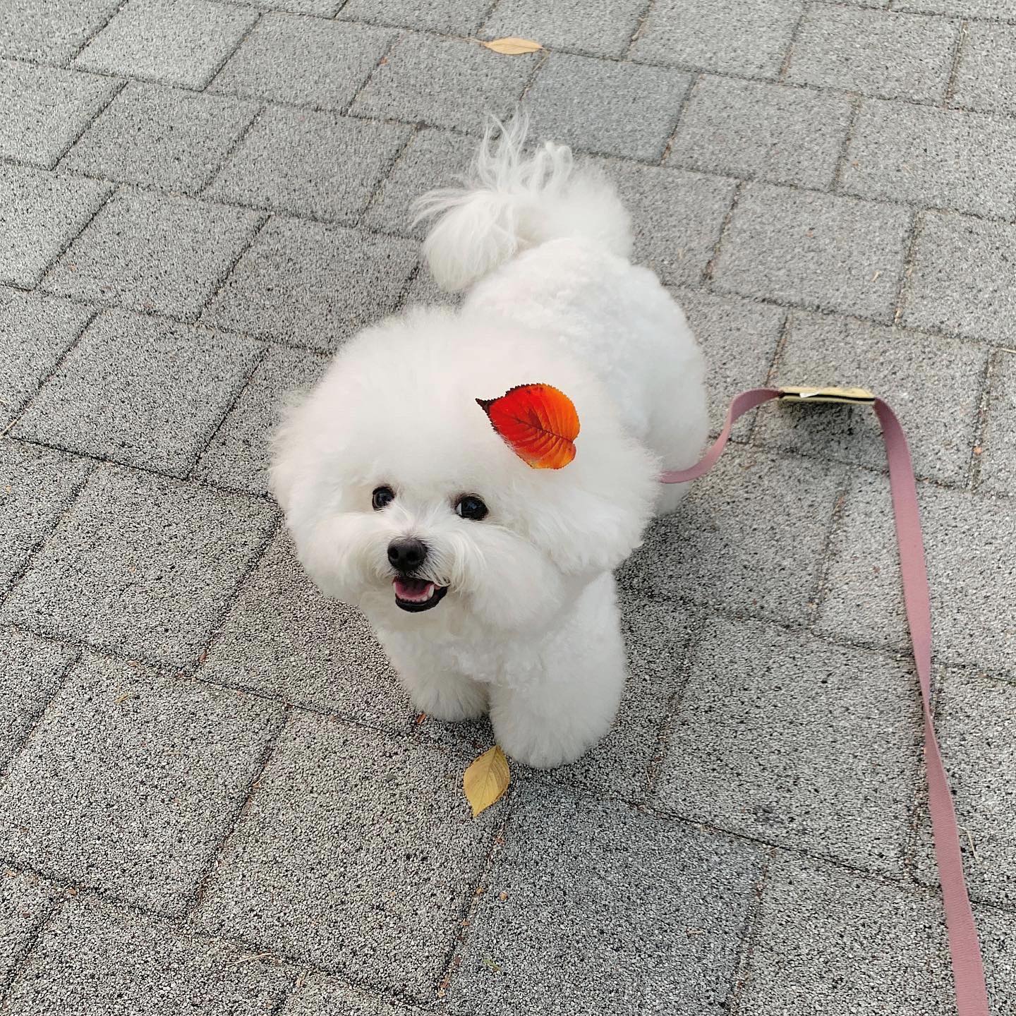 산책하다 간식 먹어서 행복 🙂
