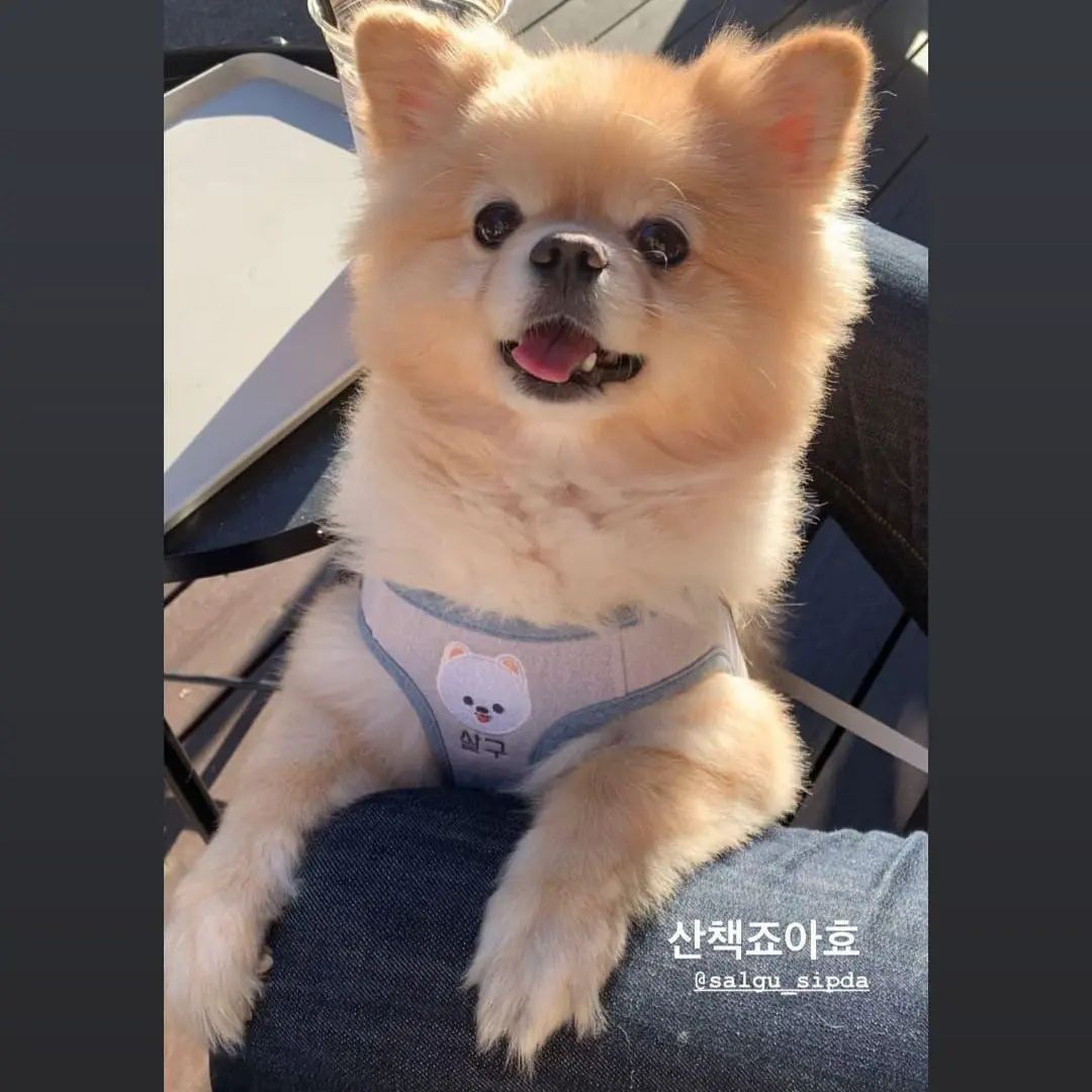 콘텐츠