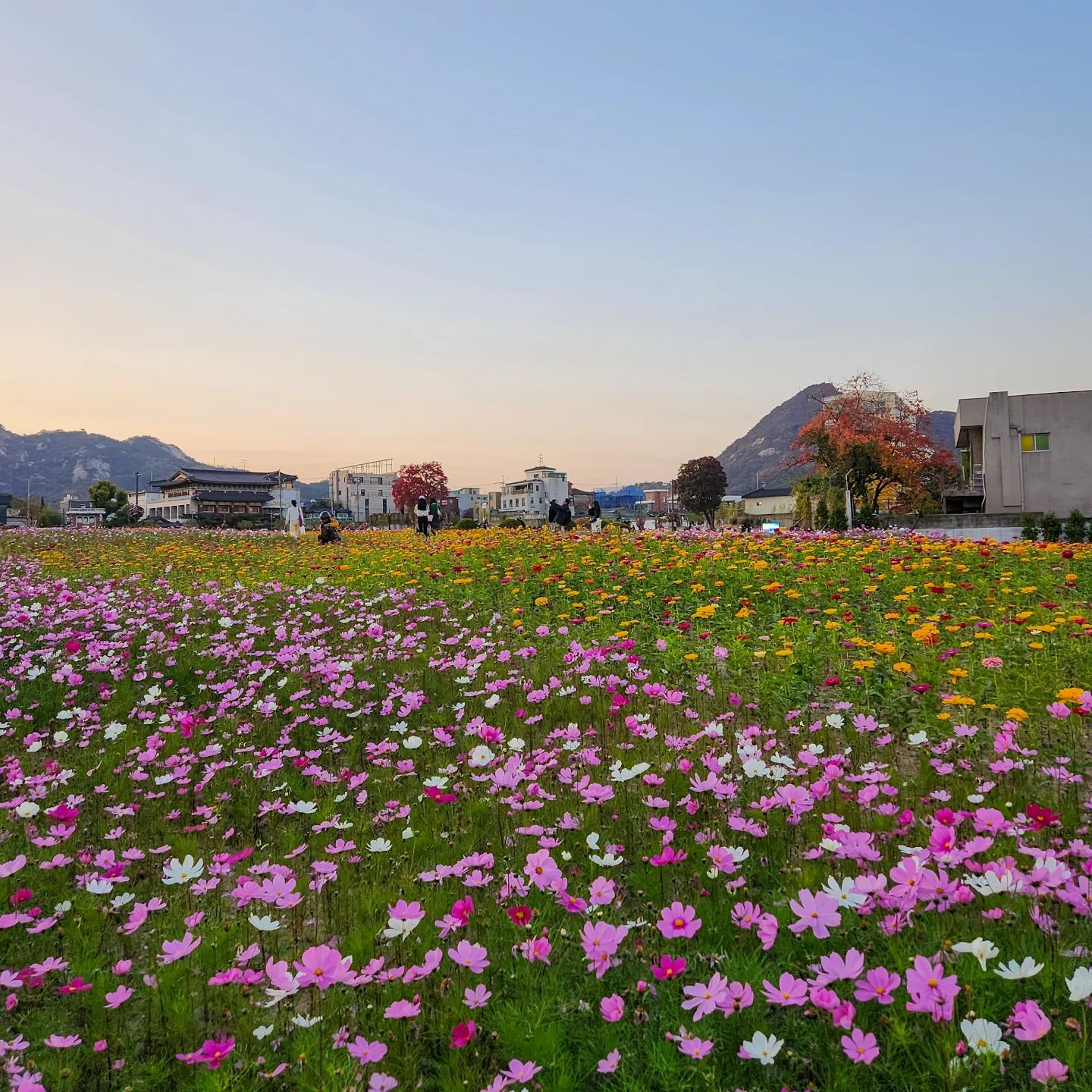 안국역에 가니까 꽃밭이🌼❤️
#열린송현녹지광장 #열린송현 #🍃 #퇴근 #산책 #일몰 #sunset