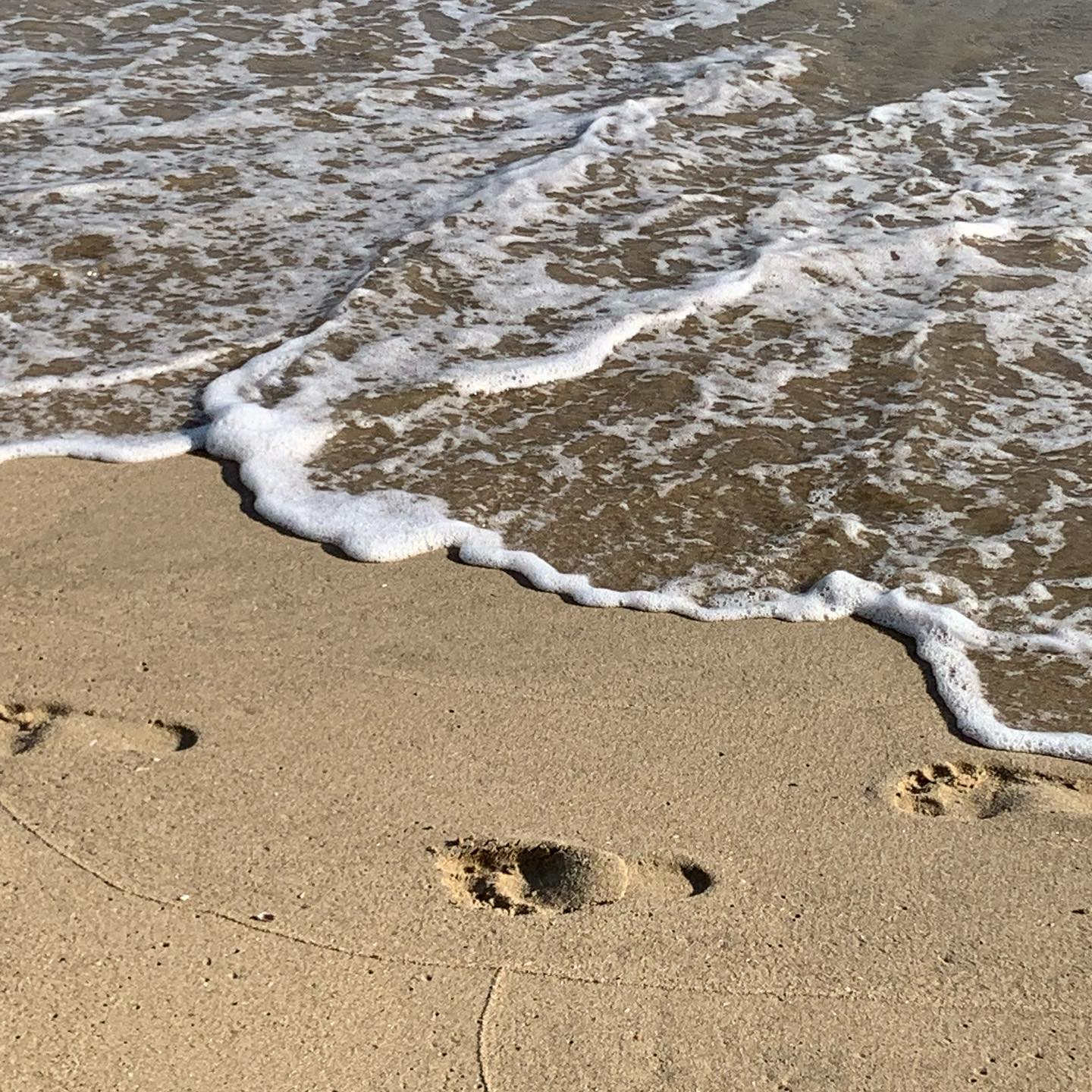 누구의 발자국일까요👣