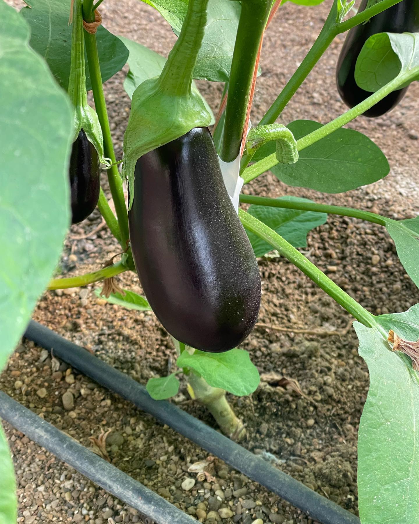 베하! 안녕하세요 #손베리 입니다 ꯁ 🍆
오늘은 스페인의 한 물류창고와 농장에 견학을 왔습니다! 
생산자 협동조합으로 가지, 파프리카를 유통하는 곳에 다녀왔습니다! 
3가지의 온실을 보고, 가지를 어떻게 키우는 지 알메리아의 작물 현황을 어떤지 배우는 시간이었습니다 ꯁ 
지금은 생물학자께서 강의를 해주시는데 잘 듣고 있습니다!
알메리아 가지 정말 크고 통통하지 않나요,? 
저는 가지를 잘 먹는 사람으로, 
우리나라 가지 요리가 좀 더 발전됐으면 좋겠습니다 ❤️ 
가지 맛있어요! 🍆

손배리는 더 나은 농업을 위해 열심히 공부 하는 중입니다😄
오늘도 농사 화이팅 하시고, 손베리하세요 🍓