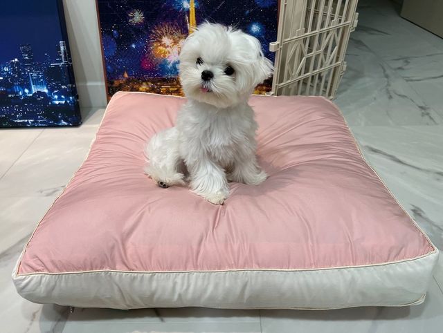 소설일기 on Instagram: "#협찬광고 우리 소설형제에게도 선물이!

안녕 소금이와 설탕이야 !
우리 소설형제에게 쿠션선물이 왔어 !
우리는 알러지가 없지만, 알러지가 있는 다른 친구들에게도 전혀 반응이 없는 엄청 푹신푹신한 쿠션이고 엄청 부드럽고 편하게 쓸수 있어 선물받아서 너무 좋아!

생활방수까지 가능한 원단이여서 엄청 부드러워서 얼굴스키 엄청했다 헤헤

쿠션내부랑 쿠션커버를 통째로 물세탁해도 
전혀 문제없이 세탁이 가능해서 엄청 위생적 !

홈랩회사에서 특별한 충전재 엘라실만의 부드러움과 우수한 복원력으로 어느 자세에서든
푹신하고 편안해서 우리 소설형제는 오늘 여기서 잤어 !

엄마한테 집에서 안자고 쿠션에서 잔다고 혼났다... 그정도로 편해 ^^!

@@homelab_official
#홈랩 #댕냥쿠션 #강아지쿠션 #고양이쿠션 #강아지방석 #고양이방석 #강아지용품 #고양이용품#소설일기 #푹신한쿠션
#소금 #설탕 #소설 #소설일기 #포메라니안 #포메 #말티즈 #강아지 #댕댕이 #멍멍이 #🐶 #멍팔 #맞팔 #맞팔환영 #좋아요 #좋아요반사"