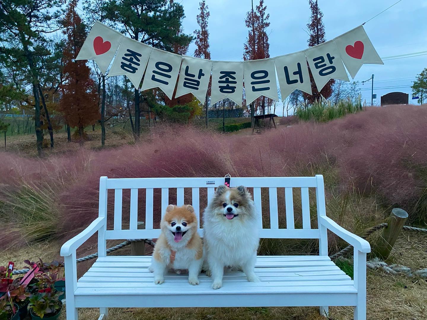 내리문화공원에 핑크뮬리가 원래있었나...?? 🌺🌸🌼
.
.
#핑크뮬리 #팽성 #내리문화공원 #내리문화공원핑크뮬리 #팽성내리문화공원 #평택공원 #dogstagram #dog #doglover #멍스타그램  #포메라니안 #파티포메 #멍멍이 #멍멍이그램 #애견인 #쉐이블포메 #쉐이블포메라니안 #파티포메라니안 #개린이 #개스타그램 #독스타그램 #댕댕이 #댕스타그램 #반려견 #강아지 #강아지일상 #댕팔 #댕팔맞팔 #멍팔맞팔환영 #멍팔맞팔
