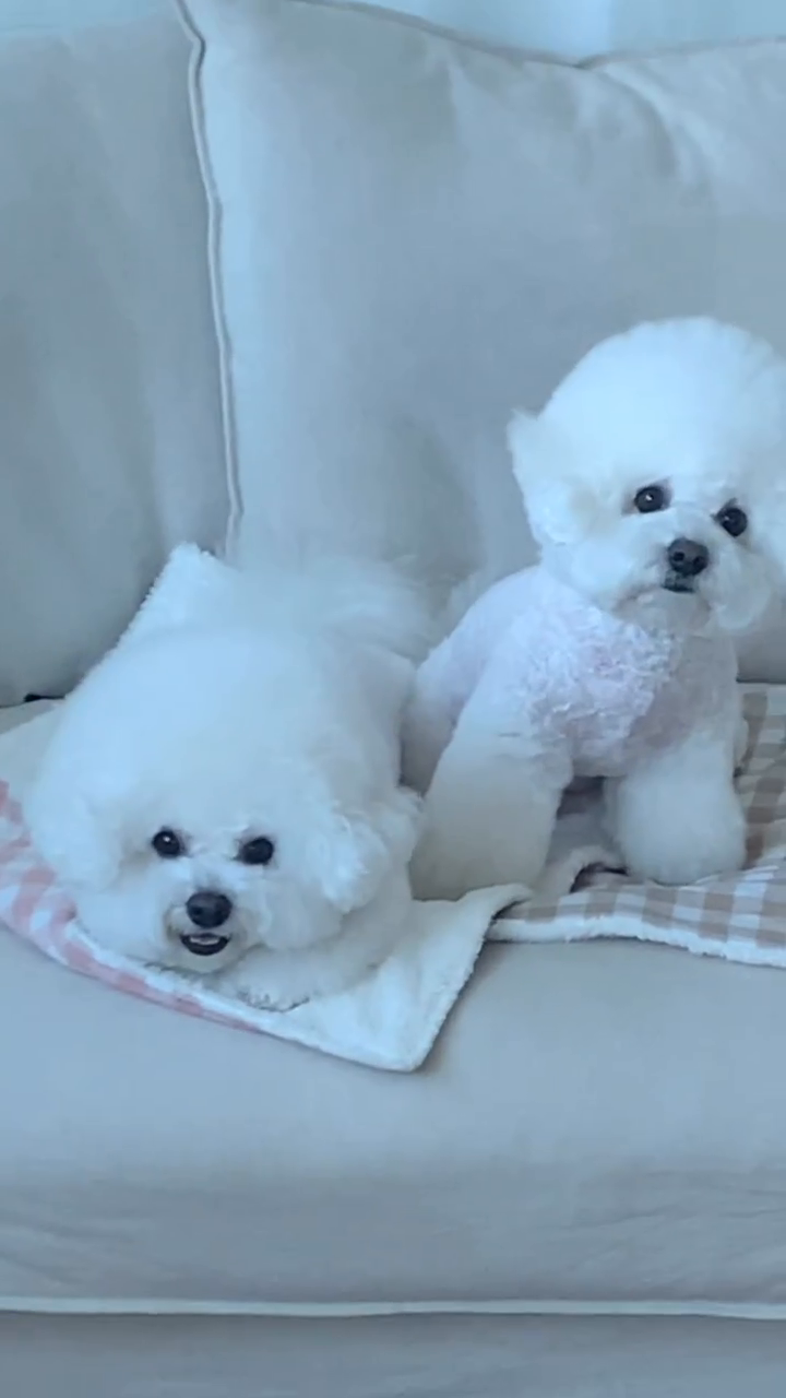 포근포근💓

🏷️ ruanddam_official 

#강아지릴스 #릴스 #비숑 #강아지담요 #루앤담