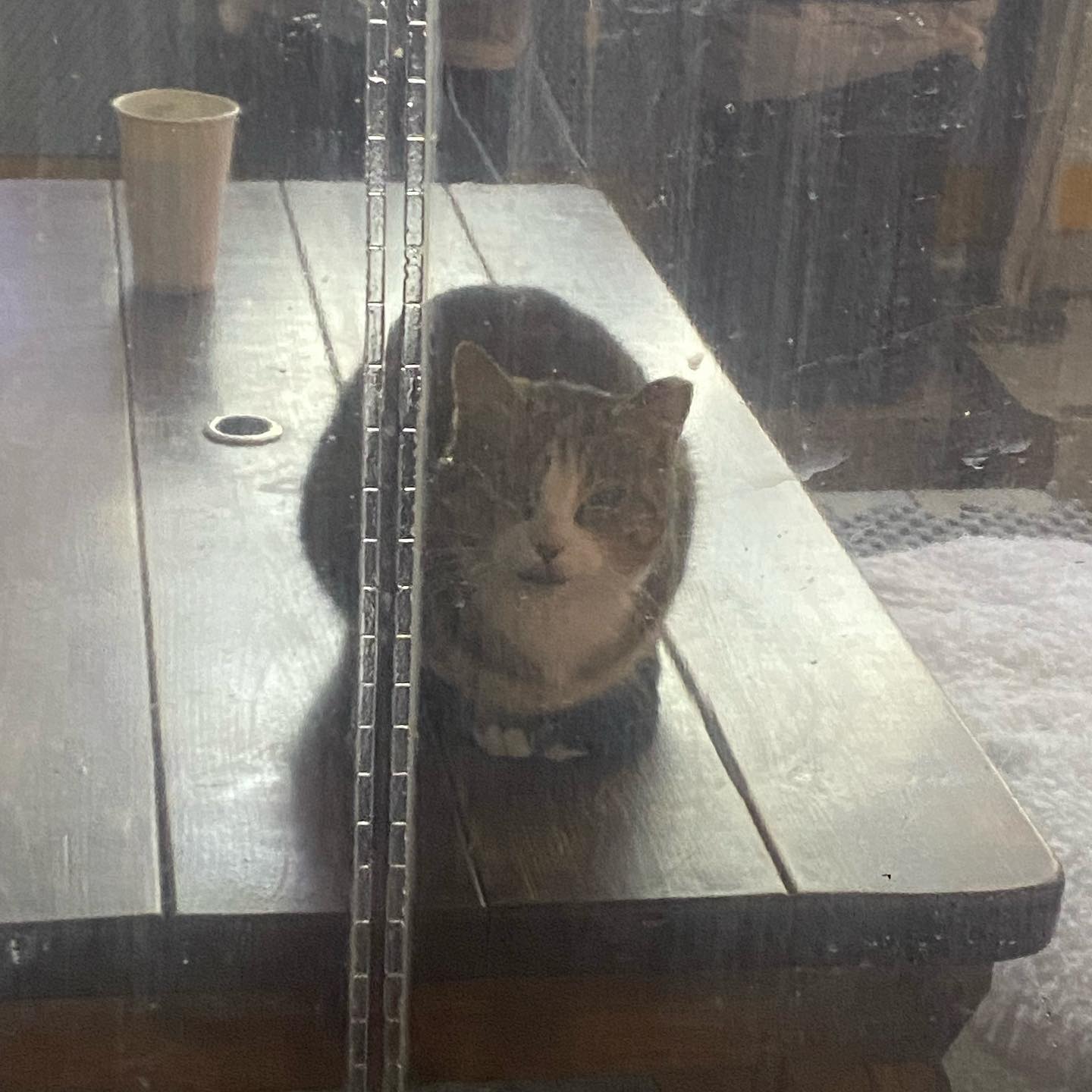#편의점 #고양이 #식빵고양이 
편의점에서 만난 고양이🐱