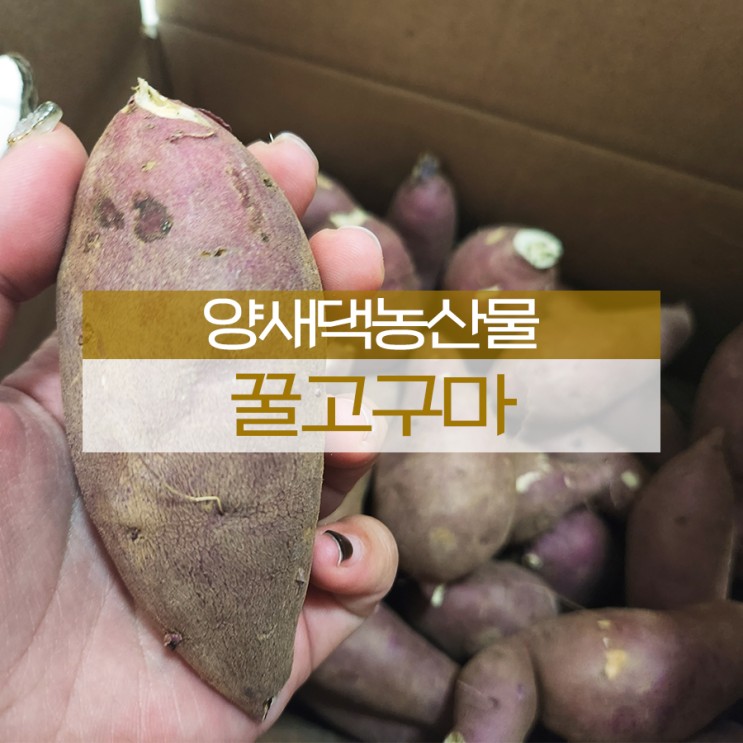 꿀고구마 양새댁농산물 베니하루카 군고구마용고구마로 딱