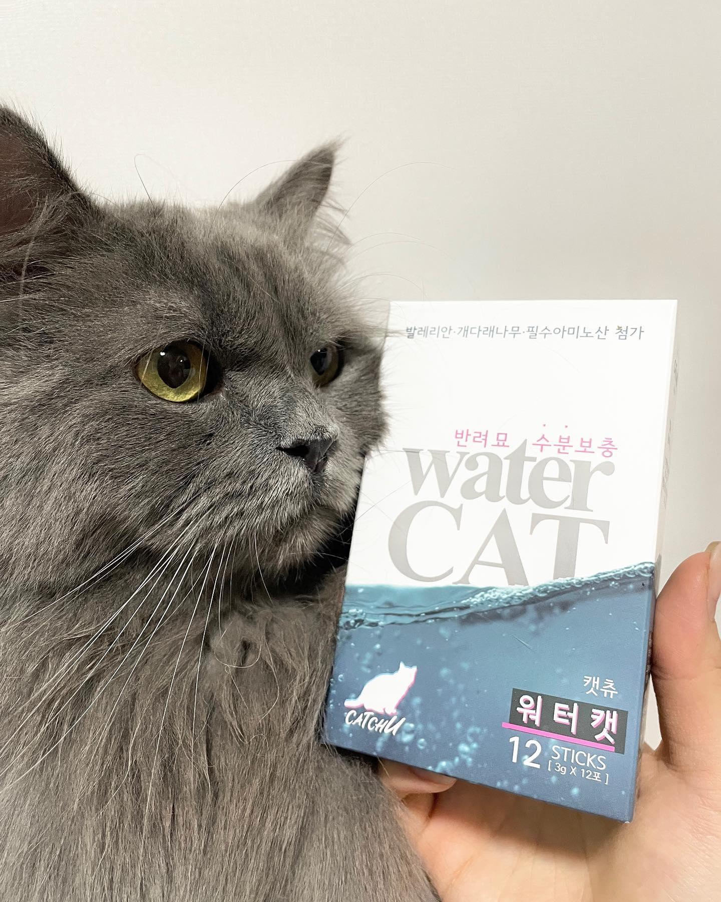 #협찬 #제품제공 #캣츄 #워터캣

💧진짜 소름돋아서 작성하는 음수량 찐템 리얼템💧

콩꼬마네가 #워터캣보조사료 를 선물받았어요♥️
워터캣 덕에 나란히 물챱챱하는 진귀한 광경까지 목격했어요…ᵒ̴̶̷̥́·̫ᵒ̴̶̷̣̥̀
댑악 리얼 댑악 디쓰이스 갓템👍🏻💙
( 막영상 필수시청 🫶🏻 )

워터캣은 고양이전용 보조사료로, 파우더 형태로
물에 타서 섞어주기만 하면 되는 간편한 효자아이템이에요 🥹

콩이는 물을 사랑하는,,, 그래서 숨숨집보다 씽크대를 더 좋아하는 수속성 냥인데,
꼬마는 물도 간식도 까다롭게 가리시는 전형적인 물싫어 냥이라,
음수량에 걱정이 엄청엄청엄청 많거든요 ㅠ.ㅠ

그래서 직접 급여해보기 전까지는
혹시 향때문에 안 먹진 않을까, 아님 그냥 관심 없지 않을까
걱정을 했는데 왠걸… 타서 주자마자 그냥 아쥬 나란히…

〰️얼굴박고 폭풍흡입 ( ⸍ɞ̴̶̷ ·̫ ɞ̴̶̷⸌ )♡〰️

저 영상 속에서만 정말 하루 음수량 다 채운것 같아요 ㅋㅋㅋㅋㅋㅋㅋ
정말 협찬이고 뭐고 다 떠나서

음수량 걱정하시는 다른 집사님들께❗️
수술 후 잘 챙겨먹여야하는 냐옹이들에게‼️

너무너무 강력 추천드리고 싶은 아이템이에요 ㅠㅠ👍🏻👍🏻👍🏻
한 박스에 총 12스틱 들어있구, 저는 다 먹이고나면 내돈내산으로 추가구입 예정입니다 ( ˆ͈̑꒳ˆ͈̑ )੭♡

워터캣 공식 스토어팜에서 현재 샘플구매도 가능하다고 나와있으니
지금 바로 겟겟하셔서 소중한 울 애기들 음수량 늘려주세요!!!💧💙

🍒 콩꼬마가 느낀 GOOD 포인트 🍒
〰️〰️〰️〰️〰️〰️〰️〰️〰️〰️〰️
🔸 물에 넣기만 하면 되는 간편한 급여방법〰️30초내 빠른희석👍🏻
🔹 천연 착향료 5%이상 함유
🔸 나트륨 ZERO❌ 알러지 걱정 ZERO❌
🔹 💧필수 아미노산까지 챙긴 음수량 증가💧

🔅제품문의🔆
watercat_official 

🍼 제품구매 🍼
https://m.smartstore.naver.com/catchu_watercat?fbclid=PAAab8dEx6RwqMkWvYobseR5VNtb3NpULqESl4psrgPV3nR_w_fBqX5GMUyDQ

🔍 워터캣 공식 사이트에서 구매가능합니다♥️🔍

#캣츄 #워터캣 #음수량 #고양이음수량 #고양이간식 #고양이영양제 #고양이보조사료 #반려묘 #반려견 #반려동물 #음수량늘리기 #고양이건강 #고양이건강식품 #고양이 #코숏 #브리티쉬롱헤어 #고양이까까