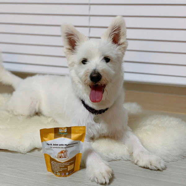 강아지 관절영양제 / Gaazayo Pet 강아지영양제
