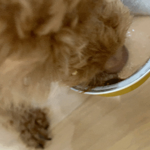 강아지습식캔 통조림간식 닥터맘마 미니파이