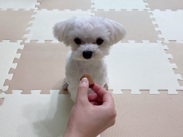 강아지 오메가3 영양제-Gaazayo Pet