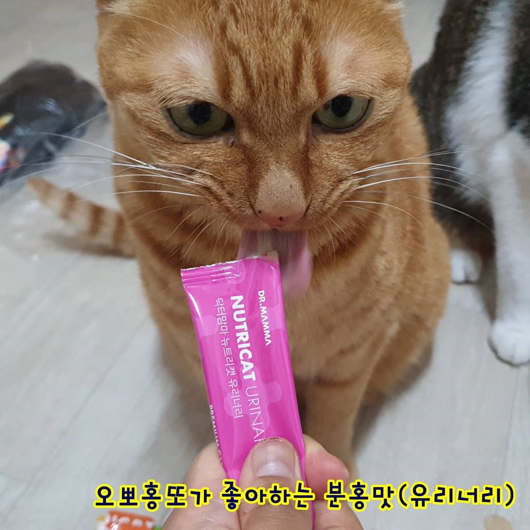 고양이집사/이수정 on Instagram: “오뽀홍또 츄르영양제 먹이기! #닥터맘마 협찬으로 기능성 간식을 먹일 기회가 생겼어요! ⠀ ✔100% 휴먼그레이드👍 소중한 우리 고영희, 이왕 간식 줄 때 영
