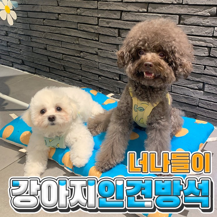 [너나들이] 이동식 애견방석 추천! 인견 강아지쿠션 좋아요!