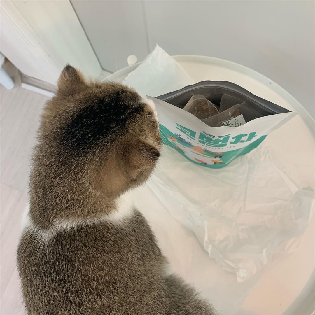 이아용 on Instagram: “#협찬 이름만 들어도 무슨차인지 알수있는 코뻥차~! 비염과 목,기관지 드