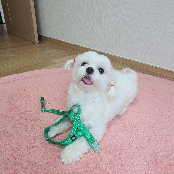 소형견 앞섬방지 앞고리 하네스