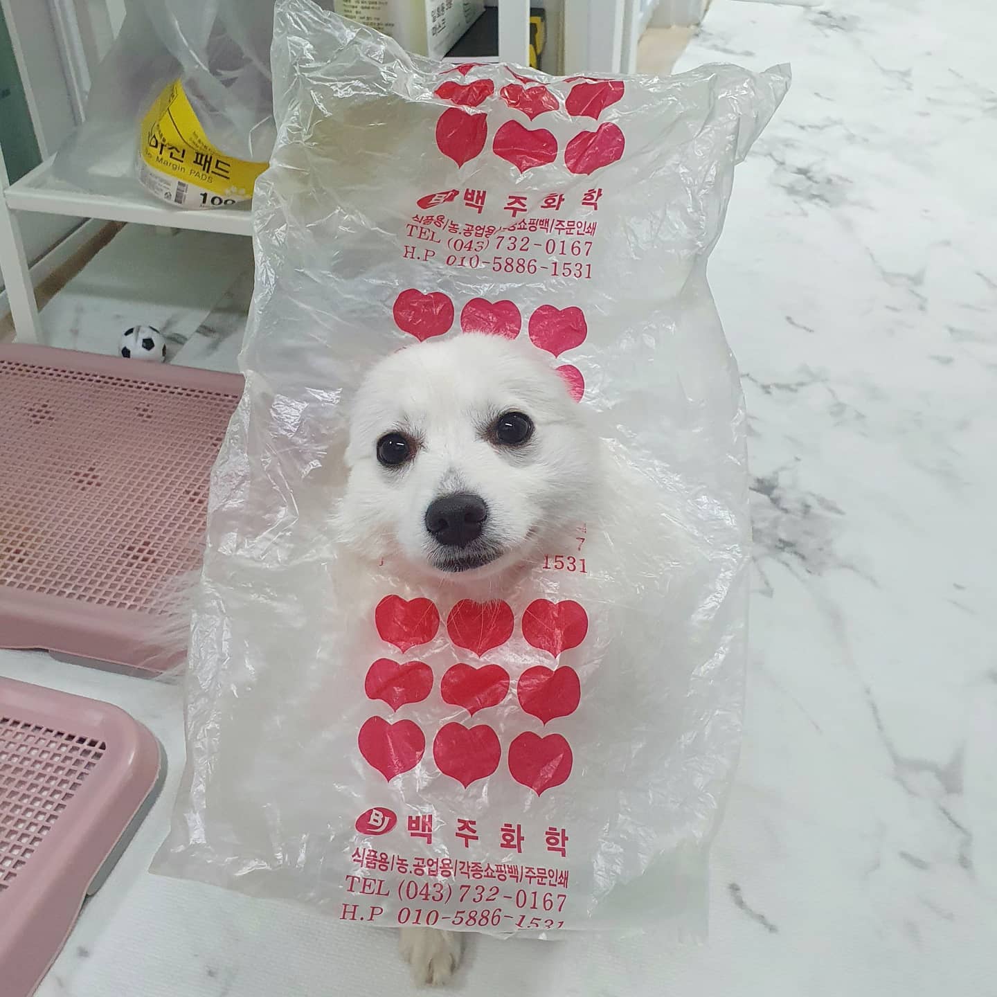 #협찬
210308🐶
.
. 
집에 갈때 자기혼자 빠르게 가느라
땡겨지는게 심했는데 고아웃쓰니까
확실히 땡기는 힘 가해지는게 들해서 좋네요🤟
.
.
#베이컨박스 #강아지산책 #강아지용품 #강아지리드줄
#강아지하네스 #강아지목줄 #산책스타그램 #강아지산책훈련
