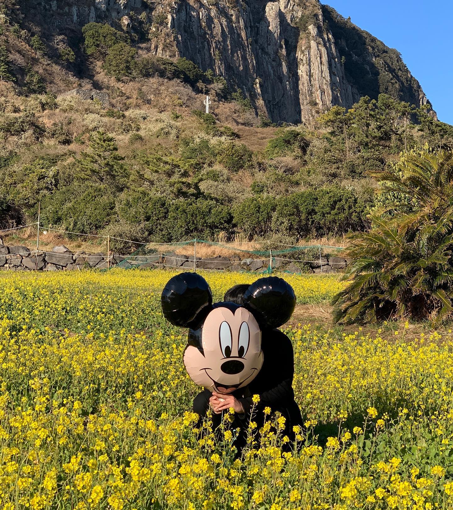 제주 #산방산유채꽃 🌼