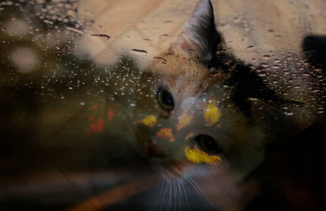 Mein Mädchen❤

Ignore:
#photographer #photography #myphotography #myphoto #hobbyfotografie #hobbyphotographer #hobbyphotography #cat #catlover #catphoto #catphotography #rain #rainyday #raindrops #lights