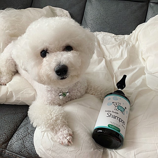 김성은 on Instagram: “☁️버블 부들 아로마 샴푸☁️ 이번에 우연히 스킨365 버블 부들 아로마 샴푸를 접하게 되었어요🤩 강아지는 피부가 약해서 샴푸 고를때 꼼꼼하게 고를수밖에 없잖아요¿ 게다가 산책을 매일 나가는 길동이 같은 경우는 더욱 신경을 쓸수밖에 없었어요! 😧…”