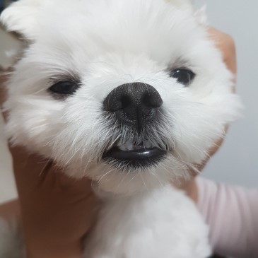 천연강아지샴푸 버블부들 아로마샴푸