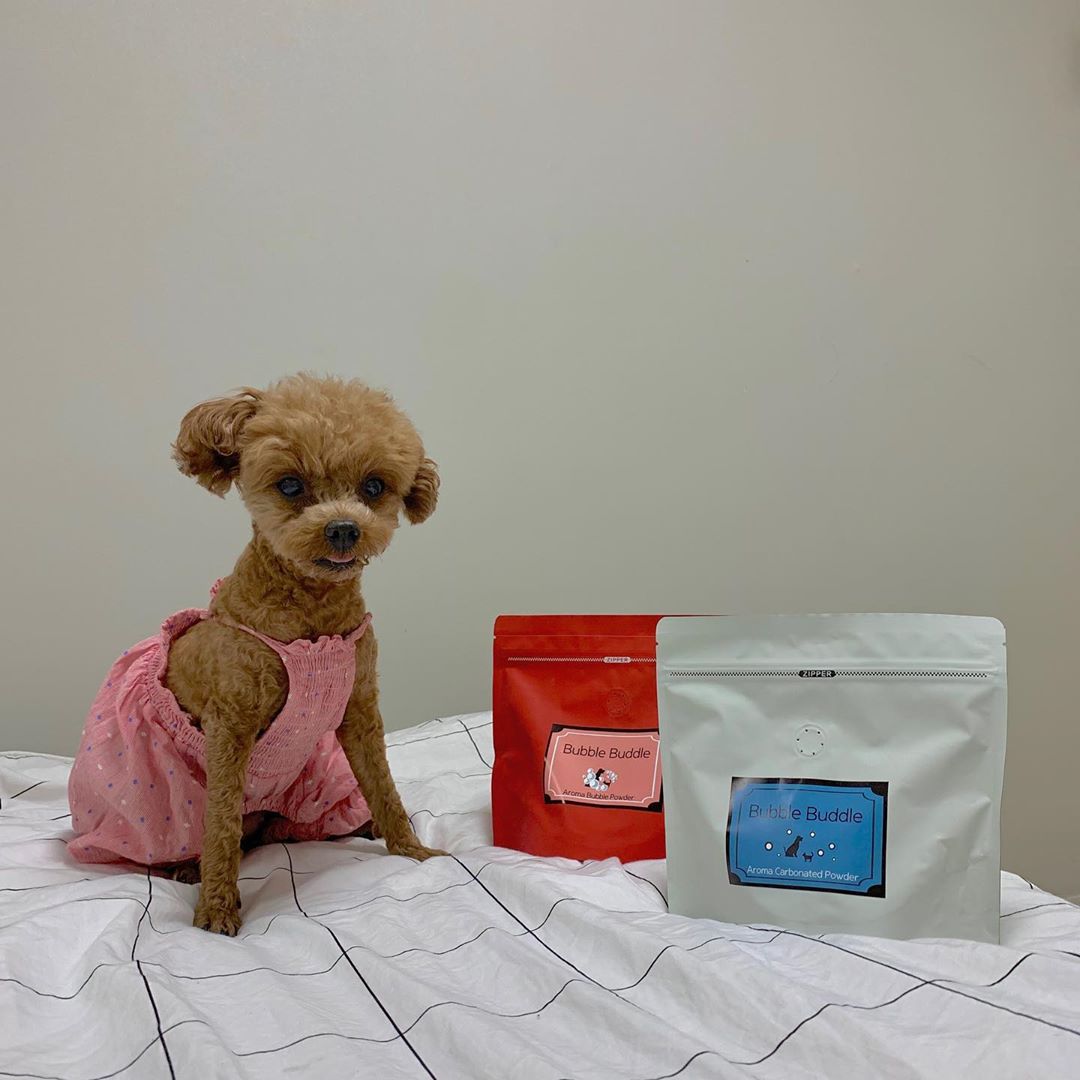 울산반영구[브로우 드 봉] on Instagram: “여행 다녀오자마자 캔디랑 애견카페 다녀와서 탄산 스파 해주기 💦💦 ⠀ 스파 처음 해보는 캔디! 낯설어서 앉지못
