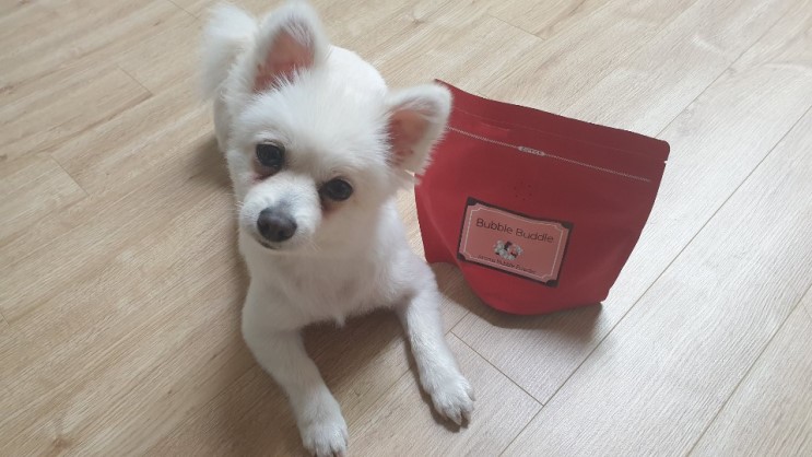 강아지 탄산스파 천연 아로마 버블부들 사용후 초코털이 부드러워졌어요!!!