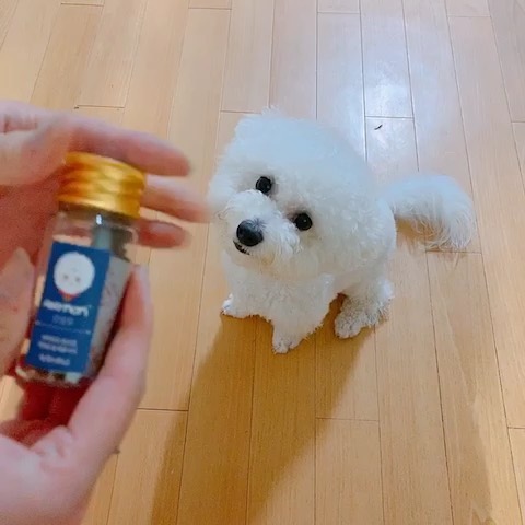 김성은 on Instagram: “🧞‍♂️애니맘 강아지 영양제🧞‍♂️ 이번에 강아지 영양제를 접하게 되었어요~ 🌝 강아지는 피부랑 관절이 연약하니까 계속 챙겨주는게 좋을거 같아요😉 파랑색 > 관절 / 노랑색 > 피부 이렇게 있는데 강아지용 말고도 고양이 영양제도 있더라구요!🌝…”