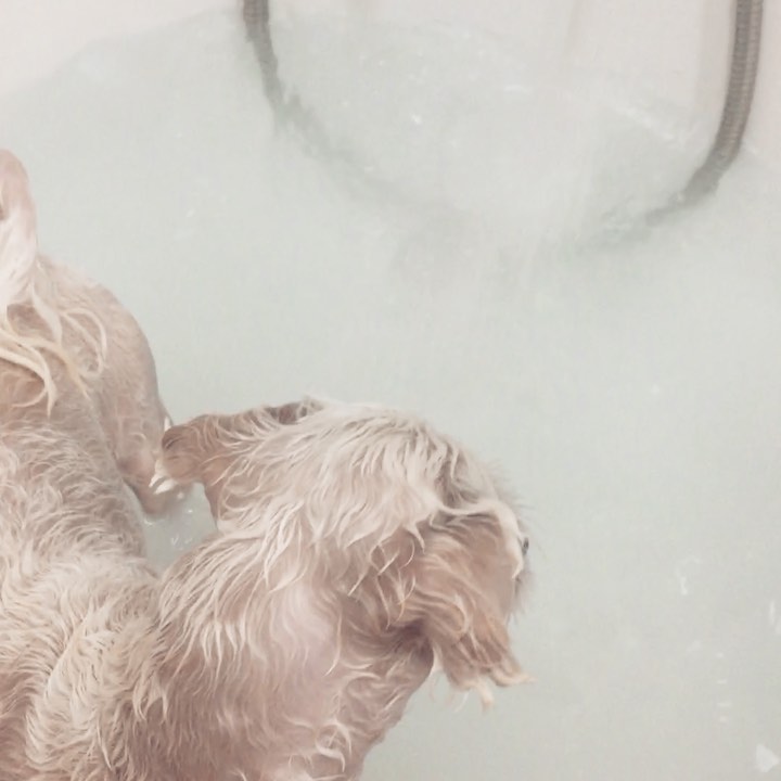 수진 on Instagram: “우리 아가들과 입욕 🛀🏻 초코 왈 : 누나 이거 뭐야 ? 먹는거야 ? 쿠키 왈 : (관심 없음) https://smartstore.naver.com/skin365/products/4541896472  #강아지입욕제#강아지스파#강아지…”