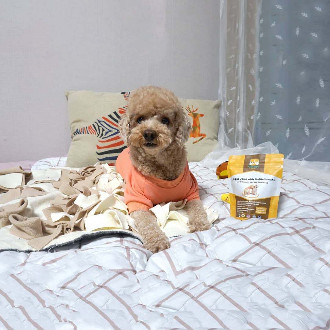 소라 on Instagram: “#협찬 치즈맛이 나는 Gaazayo Pet 관절영양제🧀 우리코코는 다 좋아해 돼지코순이😜 ✔물건을 구매하실때 배송메세지에 리뷰작성 하면 1+1 ✔멀티비타민과 함께 함유된 고관절 & 각종 관절영양제 ✔Vet Approved and…”