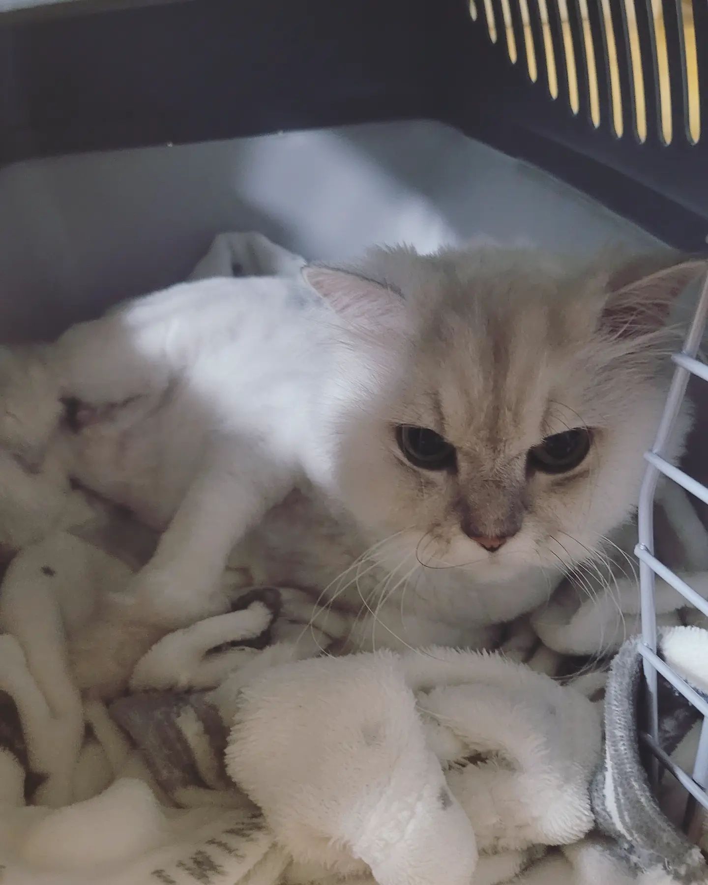 #첫줄

맨날 동물병원 갈 때마다 켄넬에 냥이 넣느라 앞 뒷발 잡고 낑낑댔는데, 거실에 꺼내놓으니 들어가서 자리잡고 누워있네... 오호..😲