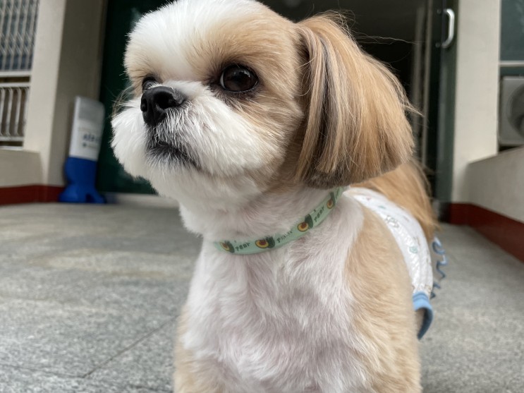 반려사이 천연 강아지 진드기 퇴치제, 강아지 진드기 목걸이로 가을철 해충 예방하세요 !