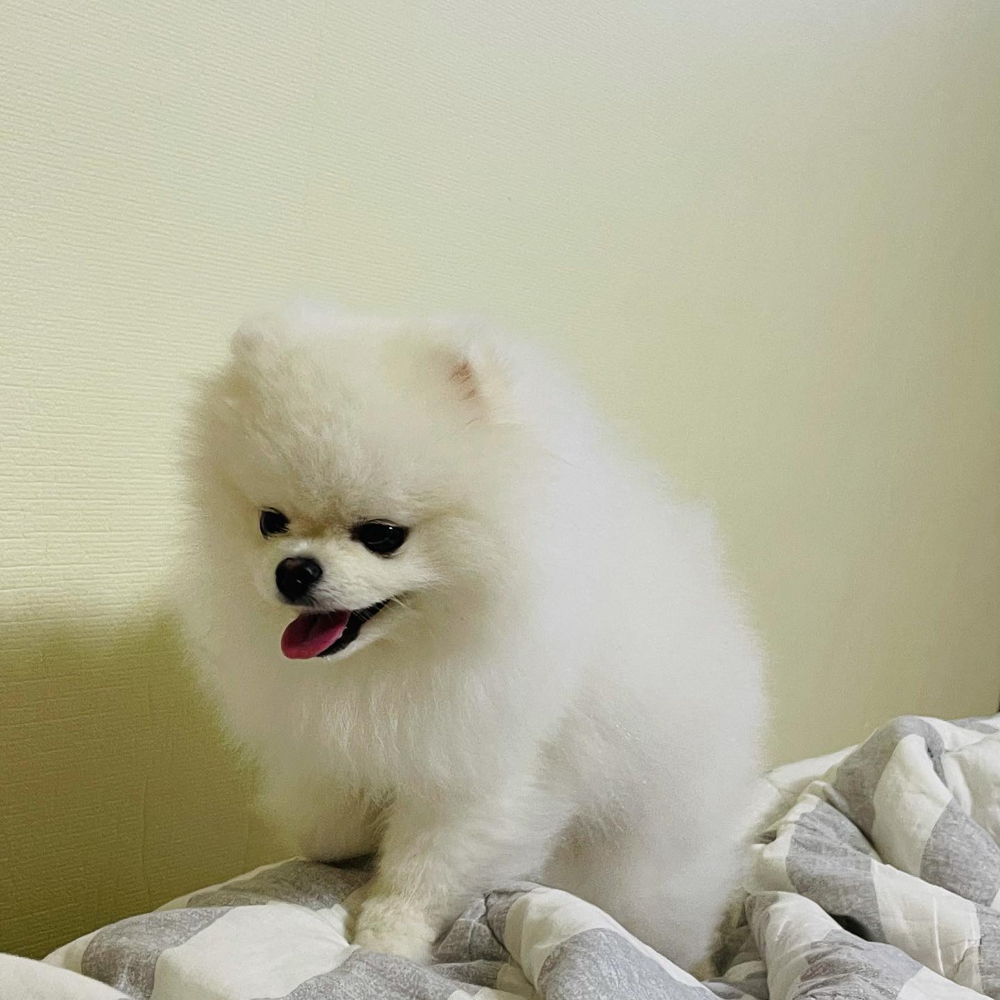 ⛰아빠 클라이밍하기⛰
룰루랄라 아빠가 집에 있을때가 제일 좋아🐶
.
#일상#우유스타그램#견생샷 #멍스타그램#댕스타그램#포메라니안#포메#daily