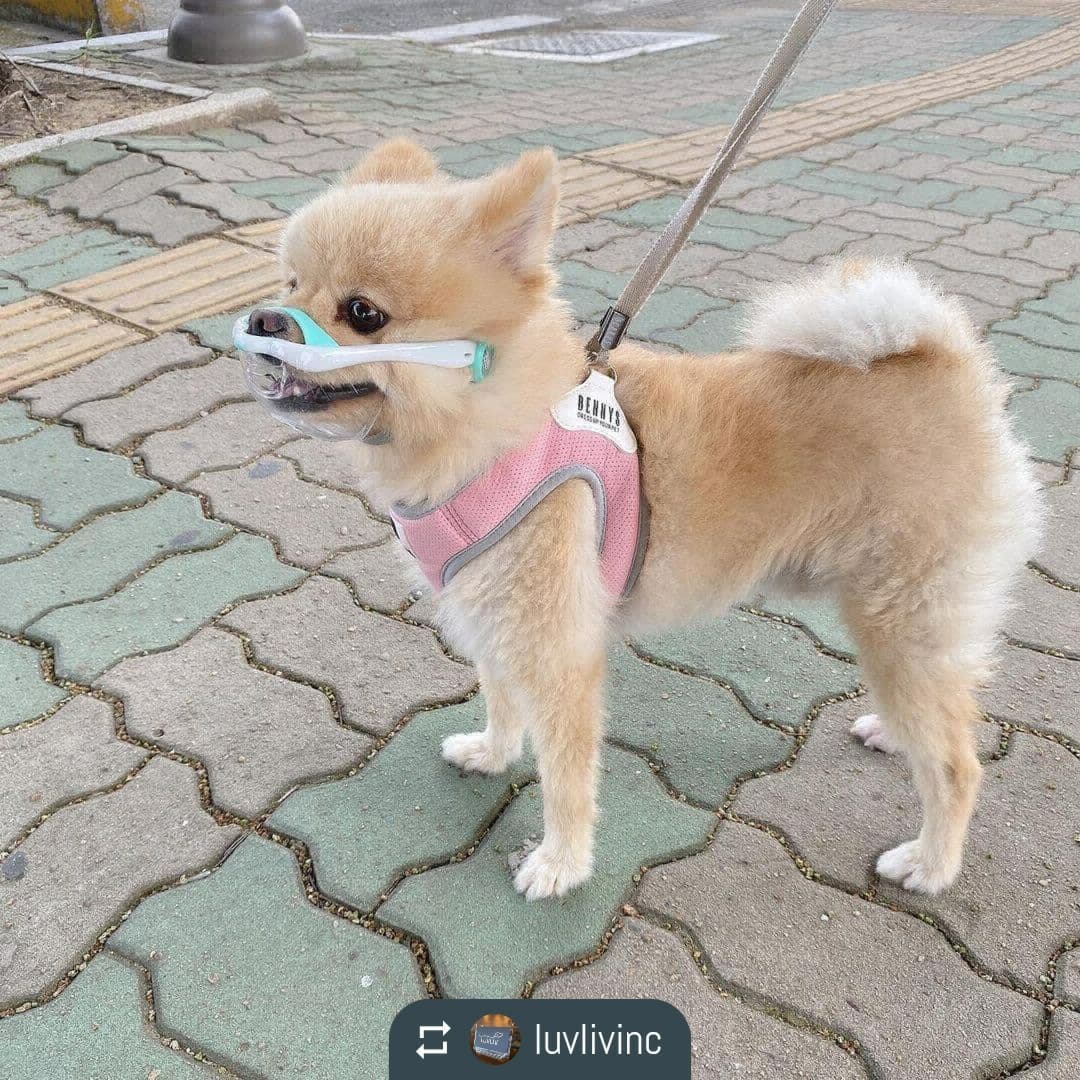 산책할 때마다 땅바닥에 있는 것들에 관심이 많아서 가끔 주워 먹기도 하는데 루브립 사용하니까 안심하고 산책 가능해요
#광고 #협찬 #강아지산책 #노즈워킹 #멍스타그램 #루브립 #푸들 #푸들산책 #푸들미용 

luvlivinc by easy_repost_app
----------------------------------------
#Repost 2vene___o_o
・・・
#협찬 #체험단

🏷 루브립 강아지 투명 입마개

이제는 반려견과 산책할때는 입마개가
매너이자 필수이죠!! ✊🏻

나의 소중한 반려견이지만
제3자에겐 위협적인 존재가 될수도 있구
식분증 있는 강아지도 사용하기 좋은
투명하고 착용한채로 물도 마실수 있는
강아지 입마개예요😝👍🏻

평소 입마개를 싫어하던 저희강아지도
편하게 착용 후 산책한 모습 너무 이쁘죵?😍

발톱깍기나 미용맡기기 힘든 아이들에게도
입이 꽉 막혀 불편하지 않아 유용하다고해요❤️

📌업체로부터 제품을 제공받아 실제 사용 후 작성한 글입니다📌

#강아지산책 #입마개 #노즈워킹 #식분증 #산책 #미용 #LUVLIV #루브립 #루브립입마개 #멍스타그램 #예쁜강아지 #포메라니안 #포메산책 #포메미용