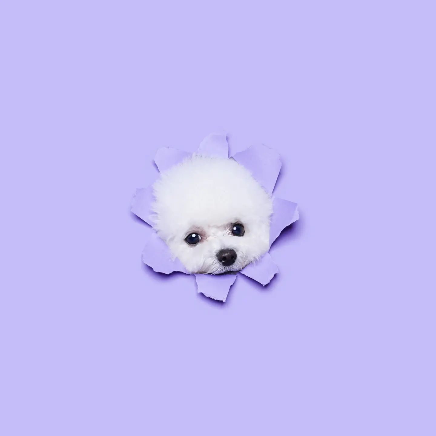 만두 프로필사진💙
1살된 기념 견생샷
#찢개 만두
모델 시킬까?
.
.
내년에도 건강하게
행복하게 🙌
mandu_bichon__
.
.
#견생샷 #증멍사진 #강아지프로필 #프로필사진