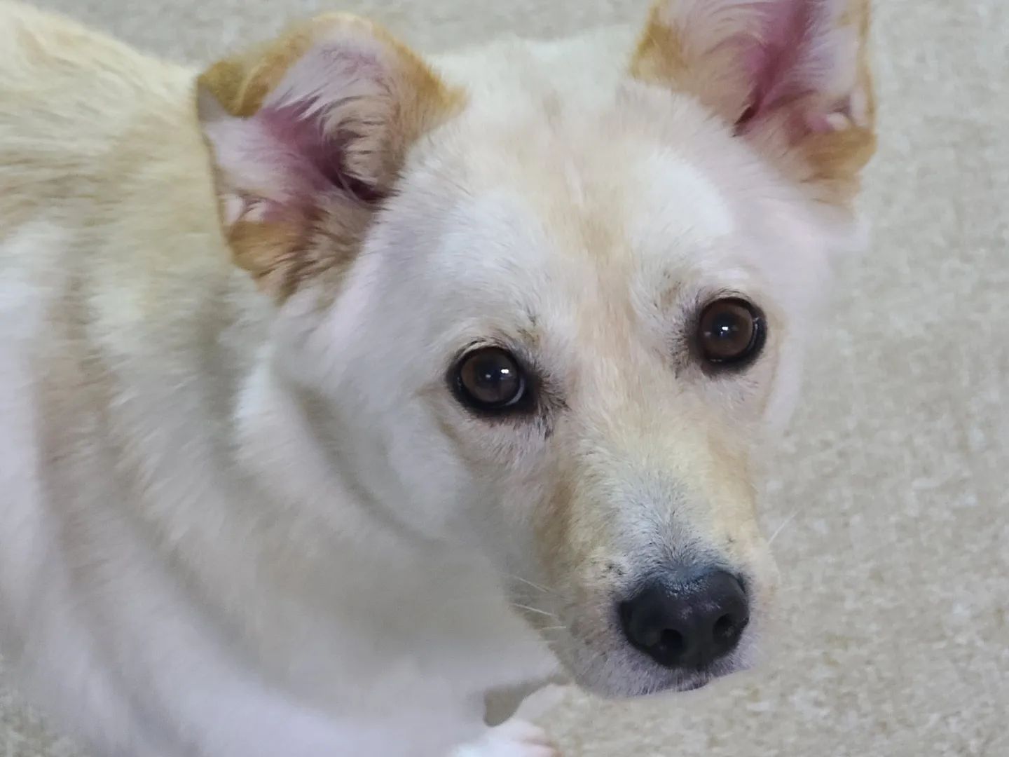 #220312
126일째의 라산이🐾
매번 요 까만 눈을 보고있으면 이렇게 예쁜 강아지가 어떻게 내 앞에 앉아있나 싶어서 감격한다.
라산아빠보다 더 사랑해 낄낄❤