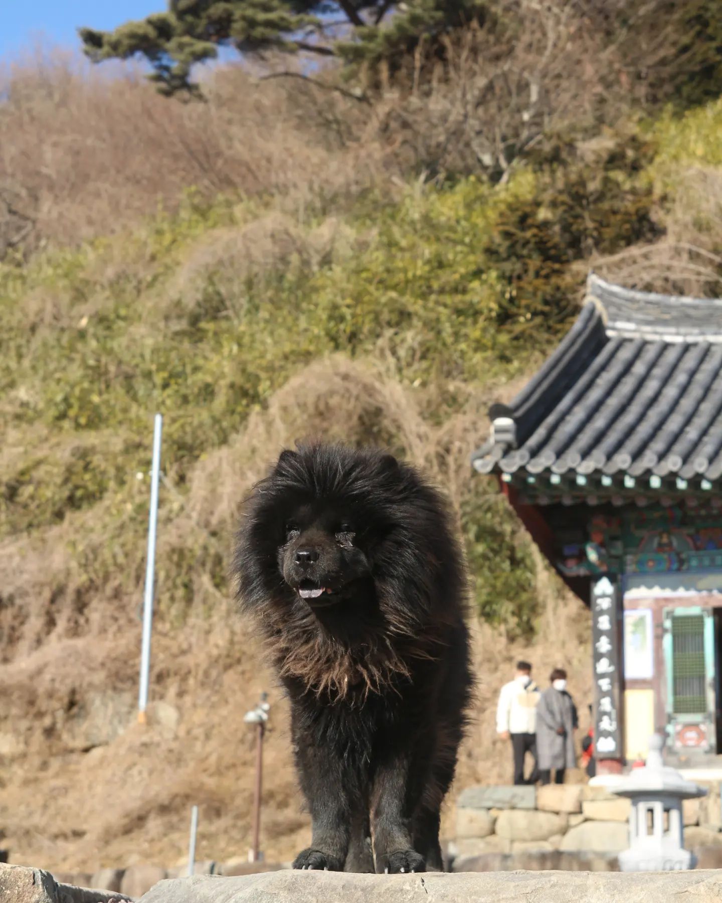 진짜진짜 오랜만에 업로드 !!!
오랜만에 놀러가서 사진 잔뜩 찍었는데 건진건 그닥 없네요 😢 역시 사진은 감이야...

차우차우 처음보는데 정말 혀가 까매서 만져보고싶은 마음 가득..ㅋㅋㅋ했지만 참앗어요ㅠ 다음에 또 보자 애기양

모델 : 절멍멍이
카메라 : 캐논 eos 100d + 탐론 17-50

#인물사진 #캐논 #캐논100d #멍스타그램 #강아지 #멍멍이 #탐론1750 #탐론 #좋반 #fff #맞팔 #선팔 #선팔하면맞팔