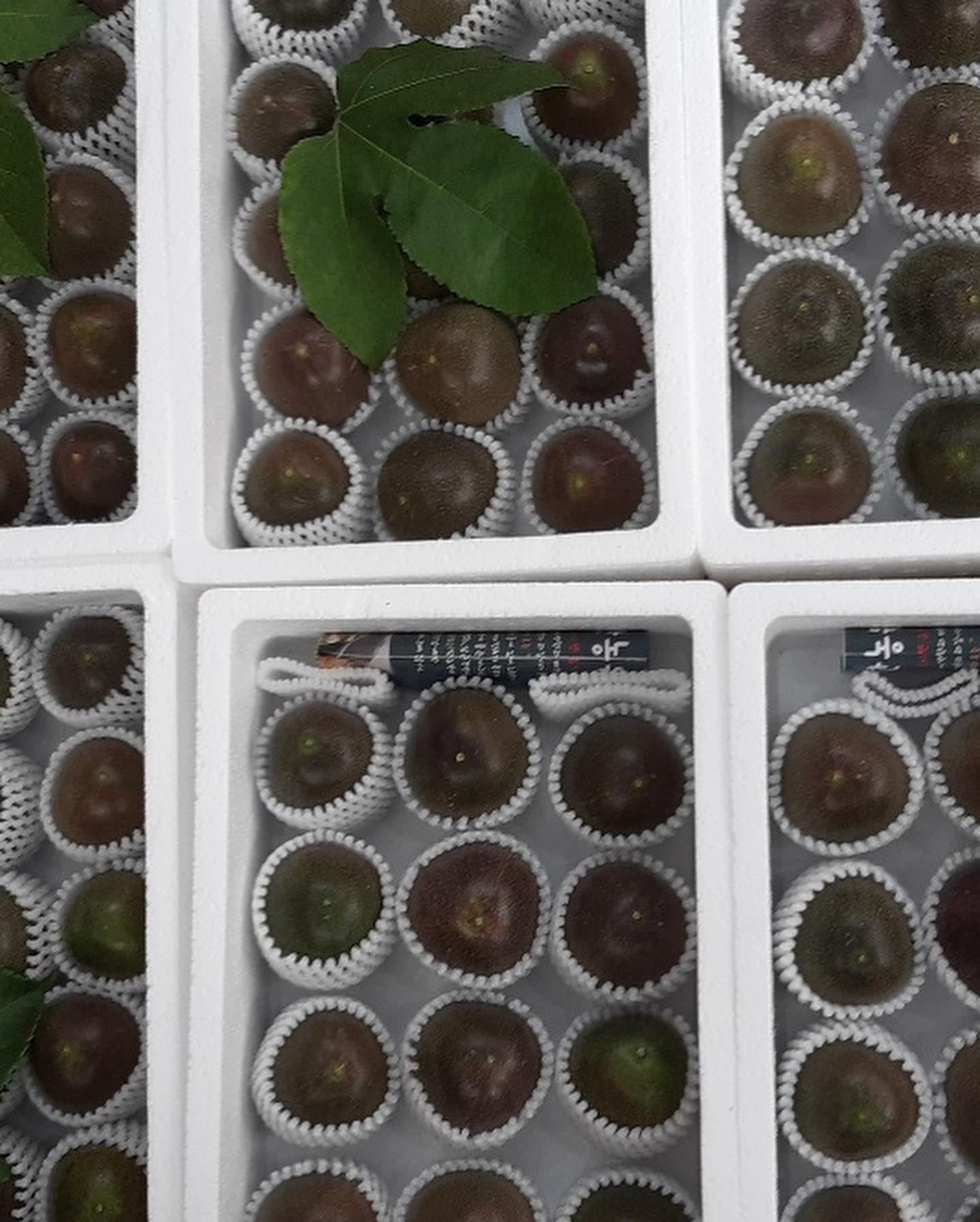 🏷백향과가 한창 출하중이예요! 봄이 오면서 패션휴르츠가 정말 맛있게 익어가고 있는 요즘 백향과로 하루를 상큼하게 시작하니 기분이 좋네요^^나른한 봄엔 백향과가 쵝오!!제철과일 백향과는 그냥먹어야 제맛!!
백가지 과일향과 맛이 하루를 힘차게 시작하는 힘이되는 하루네요 행복한 하루 되세요.

➕새콤달콤 당도도 좋고 맛은 더 좋은 패션후르츠 
✔️확실히 패션후르츠도 클수록 먹을게 많고 맛도 풍부한거 같아요.

부모님께서 직접 농사 지으시고  주문과 동시에 수확해서 산지에서 바로 배송되는 백향과라 신선한 백향과를 택배로 받아 보실수 있어요.

오늘 보내는 택배 입니다.
하나하나 살피고정성스럽게 포장해서 보내드려요.

📌중.대과혼합(50-80g) -1kg. 15.000원 
  5만원 이상 택배비 무료 (택배비:3000원)
📌특과는 마감 되었습니다^^ 성원에 감사드려요.

📞문의는 010-4919-6081
  010-3481-6081 편하실때 연락 주세요.

✔️ 477015-56-041441 농협
  한정순
✔️ https://m.smartstore.naver.com/chocho_in_florence?

#백향과택배#패션후르츠택배#백향과농원#신선한백향과#서산행복한농원#패션후르츠먹는방법#백향과생과#패션후르츠생과#패션후르츠먹는방법#백향과먹는방법#백향과생과#패션후르츠생과#백향과생과택배#패션후르츠생과택배#당뇨과일#임산부과일
