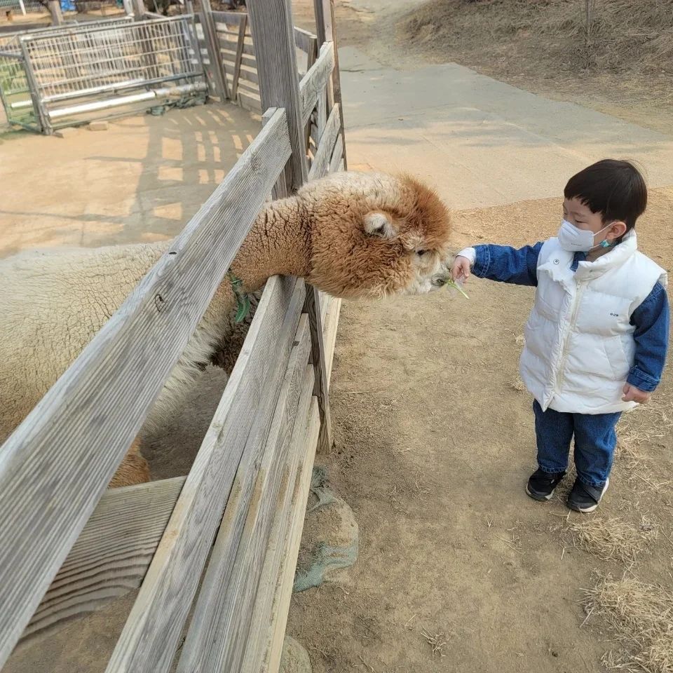 #스머프곤충나라 
.
지난 주말에 다녀온 남양주 스머프 곤충나라🐛
각종 곤충과 동물도 많고 얼음썰매도 있어서 엄청 재밌게 놀다옴☺️
얼음썰매 끌어주다.. 제대로 넘어져서 집오자마자 신경외과 다녀옴....ㅎㅎ