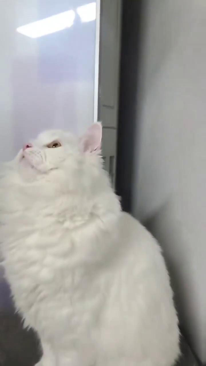 설기의 릴스2

#고양이릴스#고양이#animals#catreels#cats
