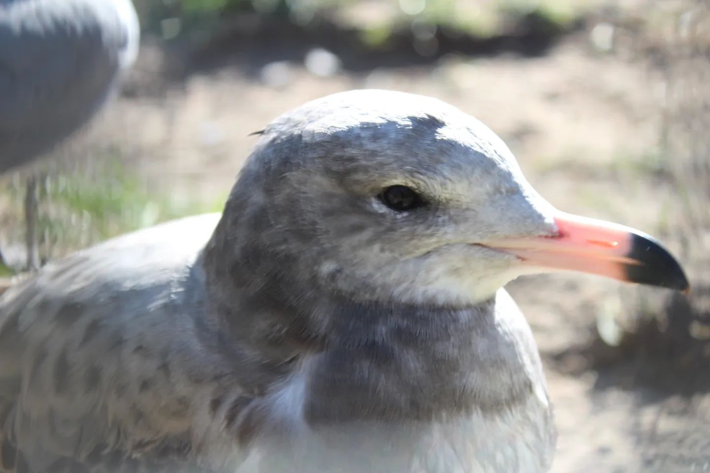 Jetzt, wo es draußen endlich wieder wärmer wird, werde auch ich wieder aktiver hier. 🥰

#photographer #hobbyphotograph #photography #hobbyphotographer #hobbyphotography #naturelover #naturephotographer #naturephotography #nature #animals #animallover #animalphotography #animalphotographer #seagull #seagullphotography #beautiful #beautifulnature