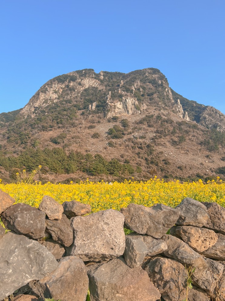 제주도 서쪽 유채꽃 명소 산방산 유채꽃밭 노란 물결 가득 입장료 유료